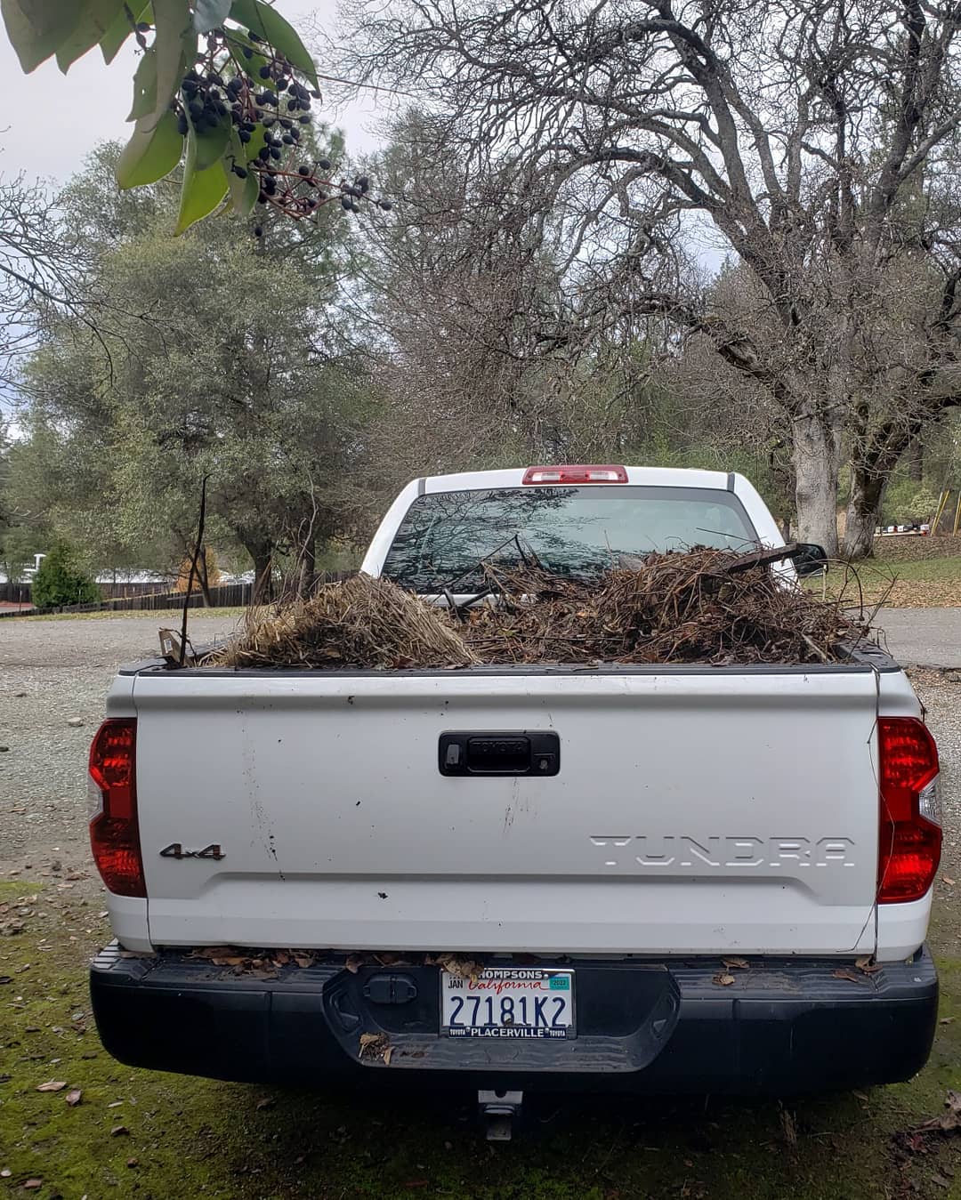 White Toyota Tundra truck bed loaded full of yard debris and branches after cleanup