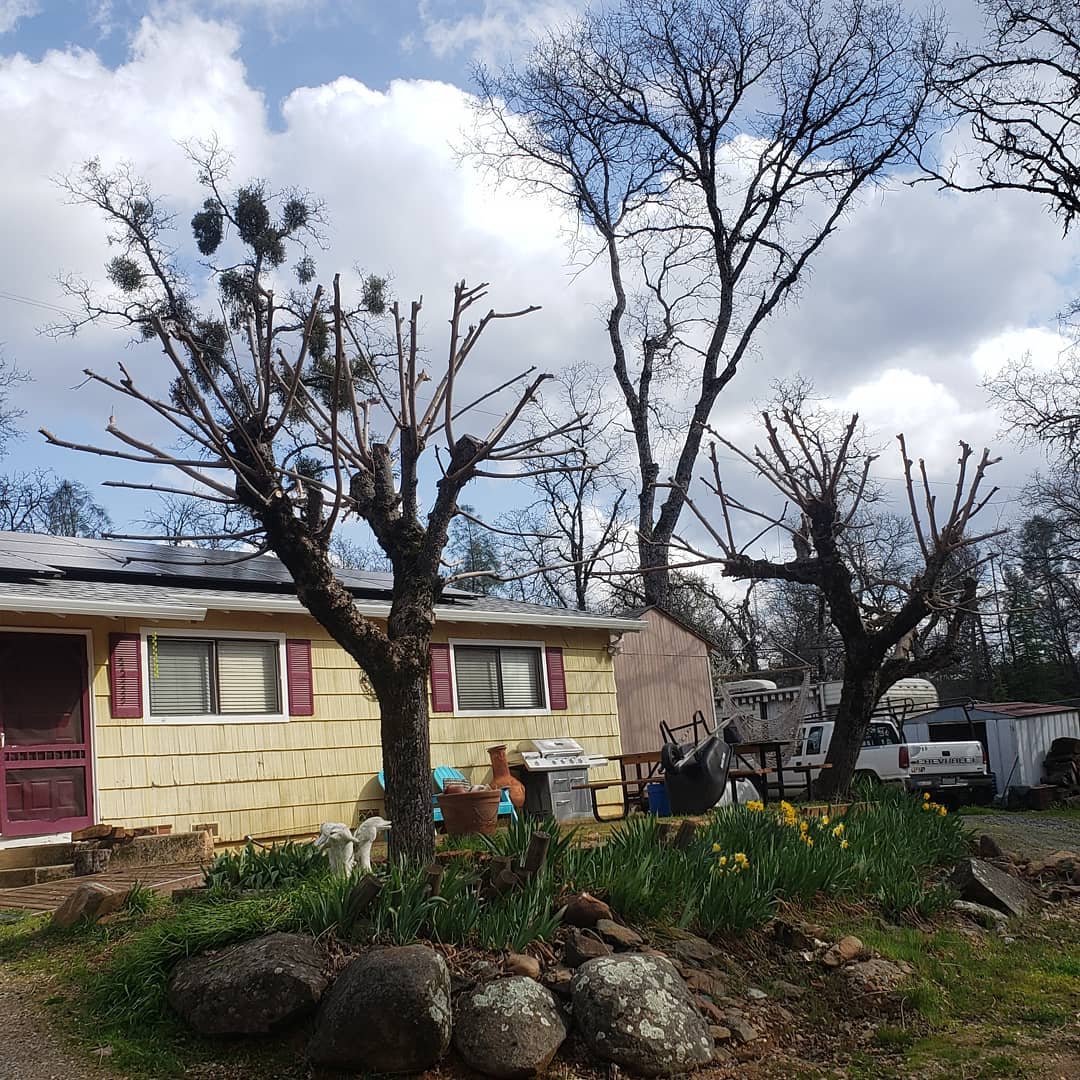 Freshly pruned trees in front of a local home — Golden Yard Maintenance at work