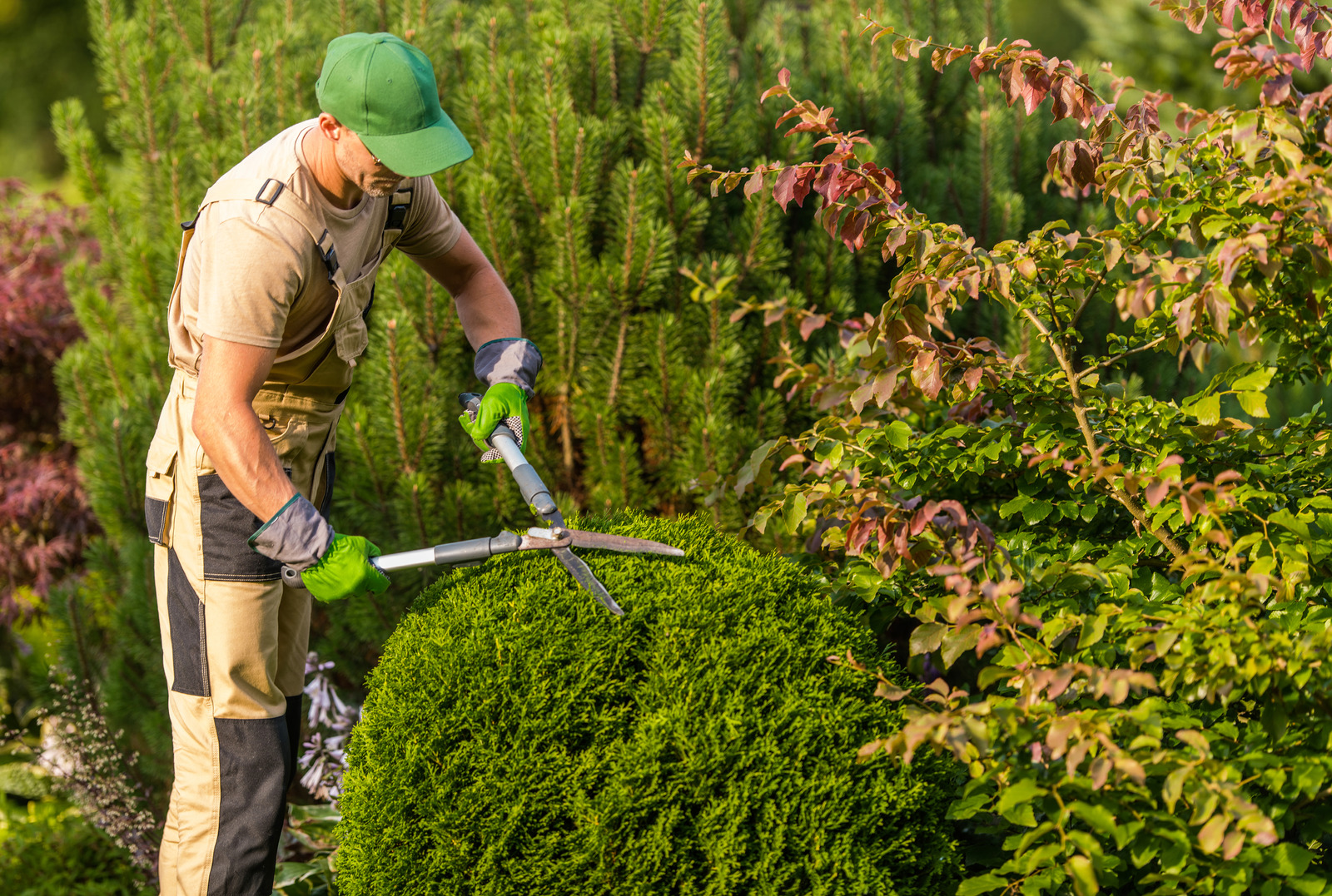 Landscaper using large hedge shears to shape a round ornamental shrub